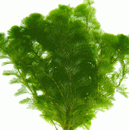 کابومبا سبز